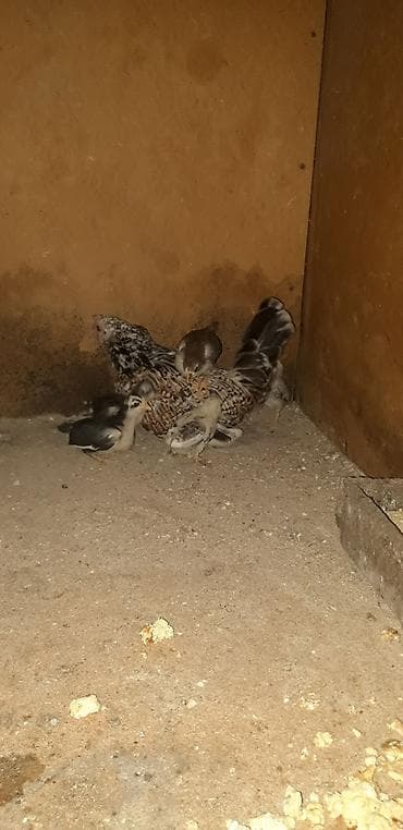 Temiz cins yaponka (Bantam) balaları satılır. - Sayı: 5 ədəd - Cins — 2