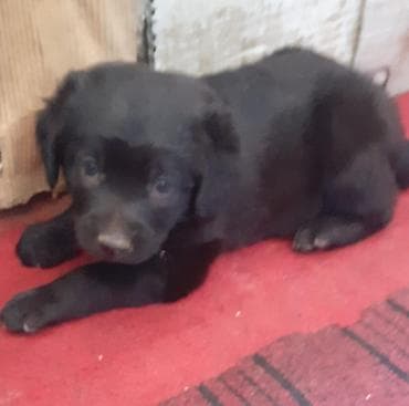 it alanlar: Labrador-retriver, 1 ay, Dişi, Peyvəndli — 10
