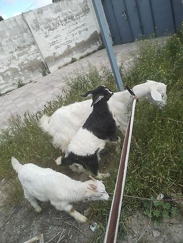Səna keçisi balalar ilə satılır biri dişi biri Erkey di hələ süd