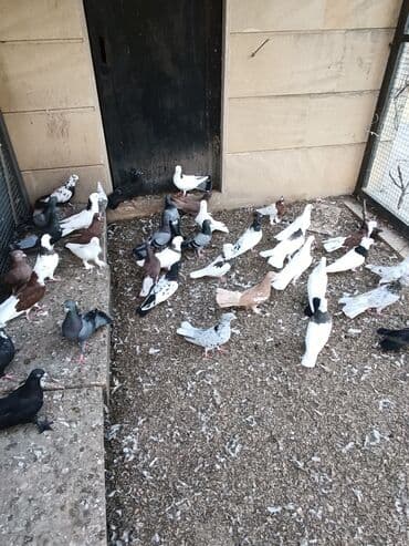 cins ineklerin qiymeti: Qiymət 10₼ başlayır hər qiymətə var — 1