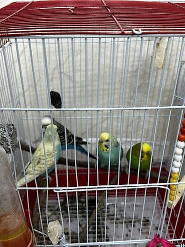 ucuz itlər: 3 cütdür 3 cütdə yuvaya girib çıxır evdən köçürəm deyə satıram çox — 3