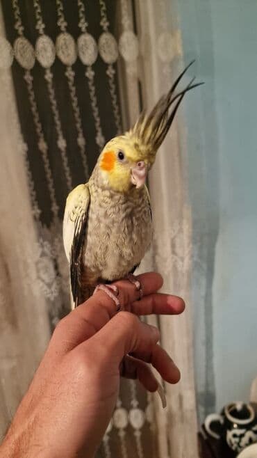 Gəmiricilər: Məhsul: Nimfa tutuquşusu (Cockatiel) Təsvir: - Növ: Nimfa (Nymphicus — 2