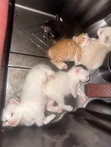 pisik ag: Sahiblenirler 5baladir ama Yaxsi baxa bilen pisiy incitmiyen yemey — 1