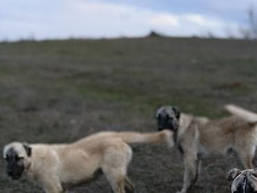 qarğa balası: Kanqal — 1