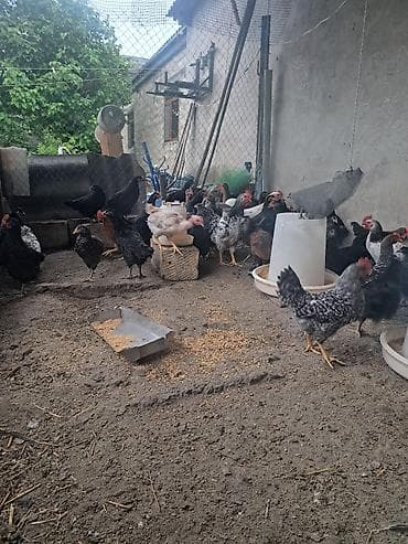 aksolotl satın al: Tam saglam 3 ayliq damazliq maldi avstrolop xarkov kent serebrist — 1