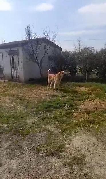 qizil baliq satisi: Erkek, Peyvəndli — 2