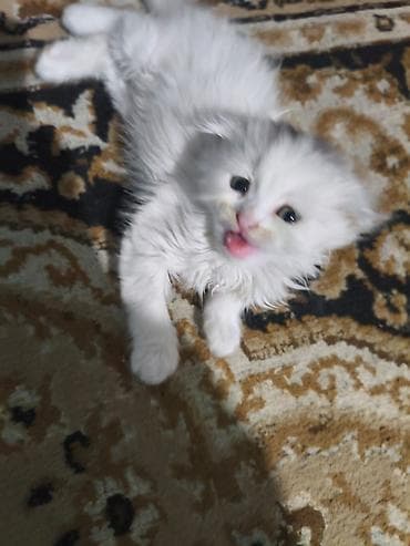 Digər heyvanlar: Yaxşı əllərə, Ünvandan götürmə — 2