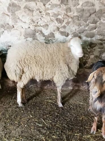 cins xoruz harda banlayar: Damazlıq erkek — 2