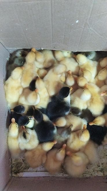 cins xoruz harada banlayır: Məhsul: ördək balaları (cücələr) 70 ədəd tam sağlam çatdırılma — 2