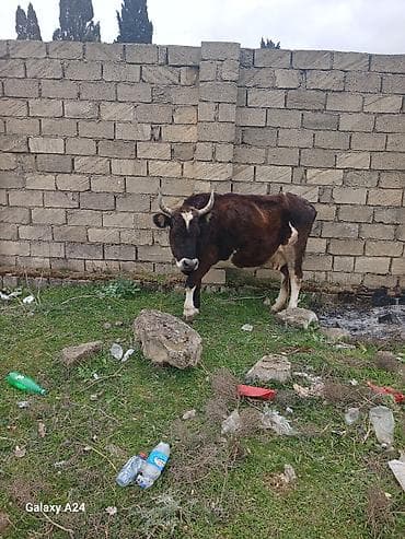 cuce ve xoruz temsili: Tecili sok sok qimete inek satilir tecilisagilir 6 litir sudu var — 7