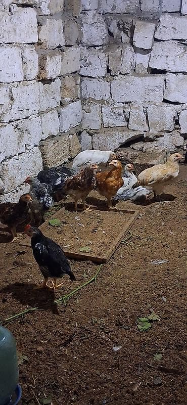 hündüşqa cücəsi: Toyuq cücələri, Damazlıq — 5