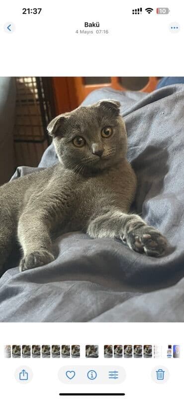 dişi pişik: Şotland — 1