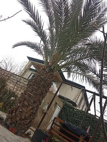 zeytun agaci: Xurma ağacı satılır. qiymət 1 ağac 10000-nə deyirəm öz həyətimizin — 7