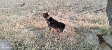 qapi iti: 3 il, Erkek, Peyvəndli, Ünvandan götürmə — 6