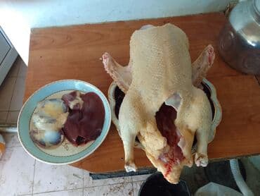 ingilis setteri it cinsinin digər adı nədi: Məhsul: Lal ördək (Muscovy) – damazlıq quşlar, balalar və kəsilmiş ət — 3