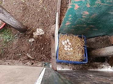 ev toyuqları: Toyuq, Yumurtalıq, Ünvandan götürmə — 10