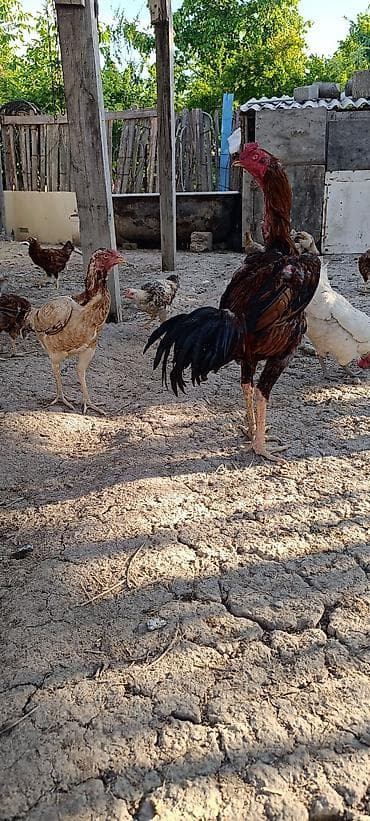 Xoruz, Heyratı, il: 1, Ünvandan götürmə, Ödənişli çatdırılma, Rayonlara çatdırılma — 3