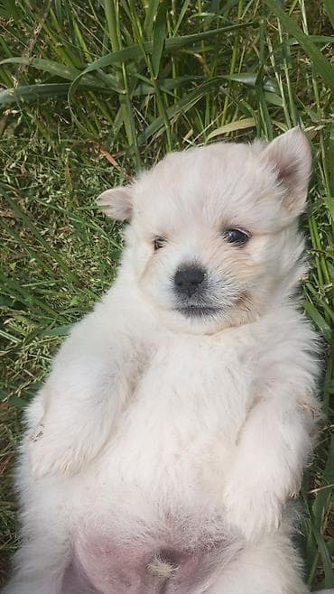 çin aslani: 3 ay, Erkek, Ünvandan götürmə — 5