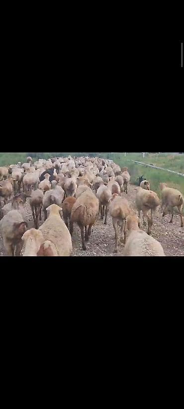 qoyun satilir: Dişi, il: 1, 60 kq, Damazlıq, Ünvandan götürmə — 5