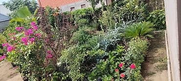 lan: Bağ və ev üçün dekorativ saksı bitkiləri - Sedum (sukulent): İncə — 10