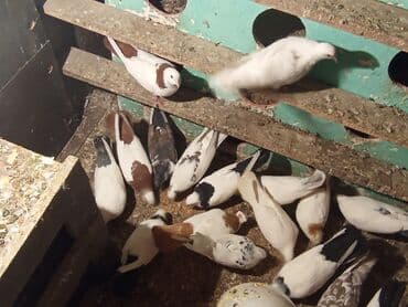 ucuz göyərçinlər: Qırmızı boyun qırmızı quyruq 2 eded ikisidə qızğın erkek,Sarı boyun — 1