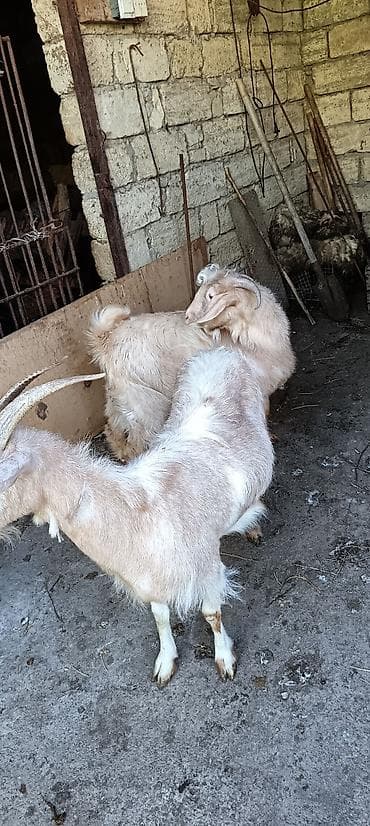 qala cinsi qoyun satilir: Erkək, Zanen, il: 2, 50 kq, Damazlıq — 2