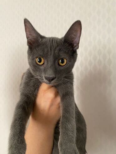 shotland pişiyi: Rus mavi, Erkək, Yaxşı əllərə — 1