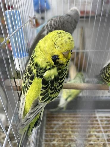 Salam.
Çex Papuqaylar satılır,içlərində hazır cütdə var — 9