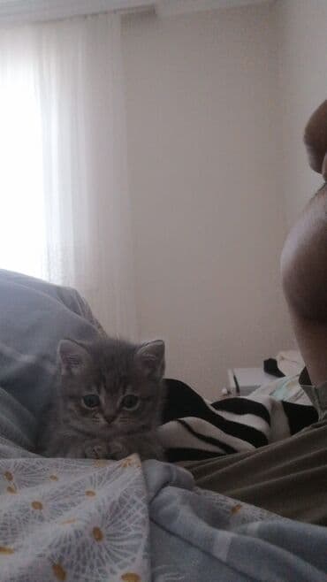 dovwan satiwi: Şotland, Erkək — 2