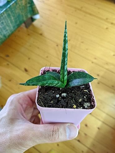 günəbaxan yağı qiyməti: Sukkulentlər. Sağlam və dözümlü bitkilərdi. Uzun müddət susuz qala — 10