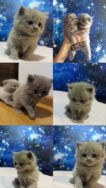 купить шотландского котенка: Шотландская, Самец, В добрые руки — 2