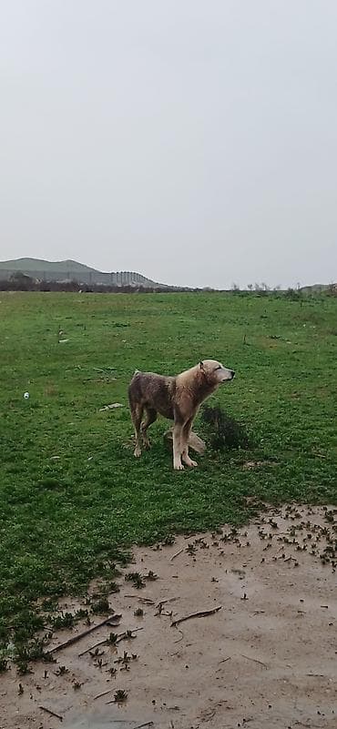 Qurdbasar, 1 il, Erkek, Peyvəndli