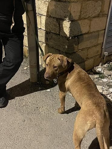 Pitbul, 2 il, Dişi, Cütləşmə üçün lalafo.az -da Pitbul, 2 il, Dişi, Cütləşmə üçün