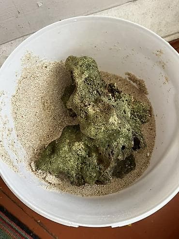 Heyvanlar: Okean qruntu ve dashi dash balaca deyil qiymet her ikisine aiddir — 1