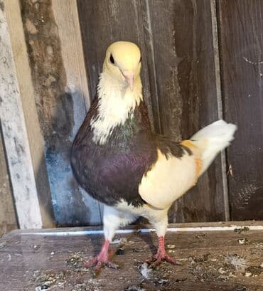 Gəmiricilər: Tərgizmə quşlar satılır. Sağlam uçan seçmə quşlardı. Hamısı birlikdə — 5