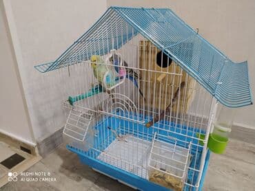 Yataqlar: Salam. qəfəs və iki ədəd erkək dişi tutuquşu birlikdə. qiymət sondur — 2