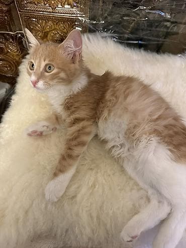 afcarka balasi satilir: Erkək, Yaxşı əllərə — 5