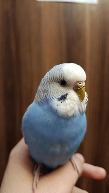 tutuquşlar: Ev dalğalı tutuquşu (melopsittacus undulatus) – mavi-rəngli (dişi) — 4