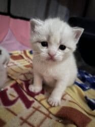 pi̇şi̇k: Şinşilla, Erkək, Dişi — 4