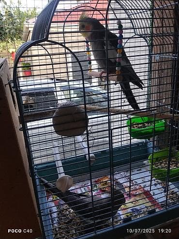 Korella hazir cut altinda 6 ədəd yumurtasi qefes qarisiq 100 Azn Tek