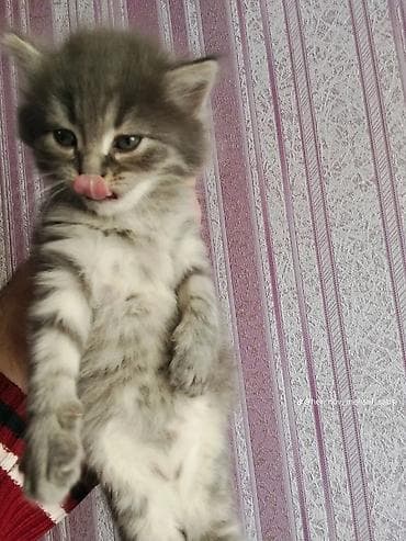 heyvan paltarları: Boz rəngli, tüklü balaca pişik balası - Rəng: Boz-gümüş, sinə və qarın — 2