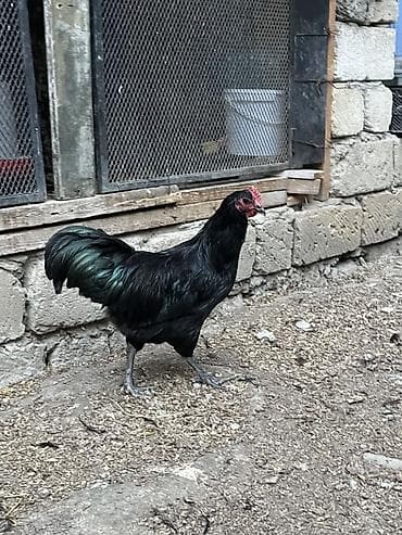 pikines satisi: Avstrolop xoruzlar satilir 3 u birlikde 75 manat tek tek 30 manat — 1