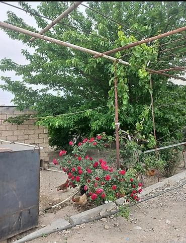 однокомнатная квартира в баку: Зейналабдин Тагиев, 132 м², 4 комнаты, Без бассейна, Газ, Электричество, Водопровод — 5