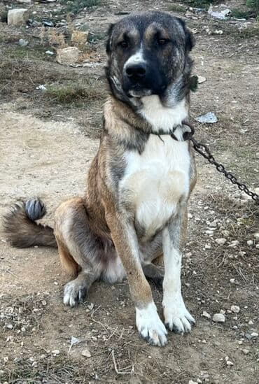 8 ay, Erkek, Peyvəndli lalafo.az -da 8 ay, Erkek, Peyvəndli