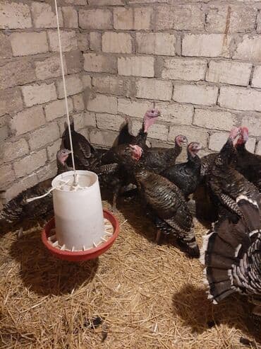 Inəklər, öküzlər: Məhsul: Hind quşları (hindtoyuğu sürüsü) Təsvir: - Şəkillərdəki böyük — 5