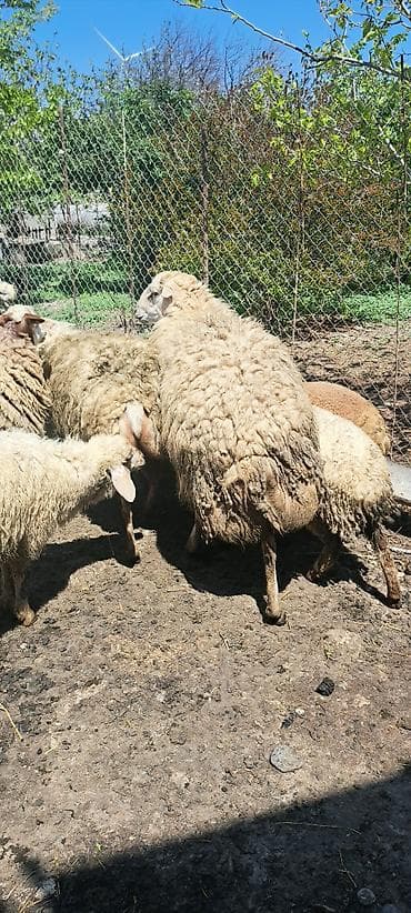 cücə və xoruz: Qoyun – erkək, ətlik-yunlu tip - İri cüssəli, sağlam bədən quruluşu - — 7