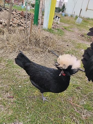 Pişiklər: Toyuq, Yumurtalıq — 2