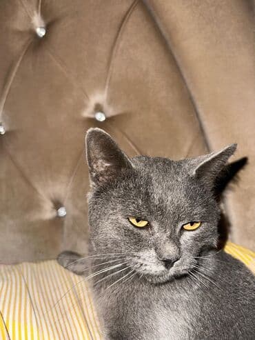 собака отдам в хорошие руки: Pulsuz sahiblendirilir erkekdi — 1