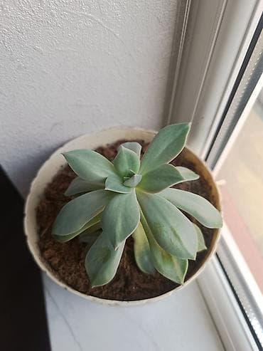 sacaqli pendir: Sukkulent (Echeveria tipli) otaq bitkisi - Dekorativ, rozet formalı — 3
