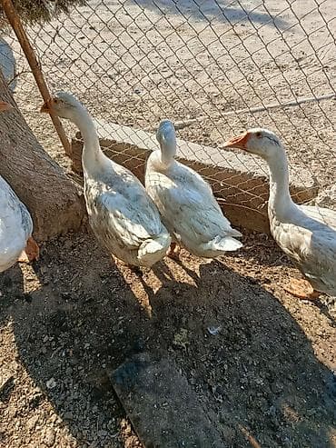Ağ-qonur rəng çalarlarında evdə bəslənmiş qazlar. - Növ: yerli (ağ